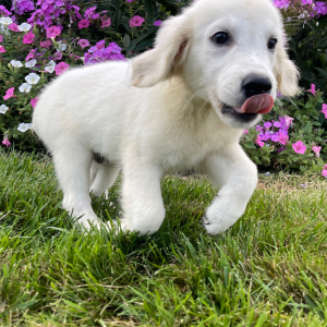Golden Retriever Puppy Laban