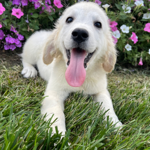 Golden Retriever Puppy Laban