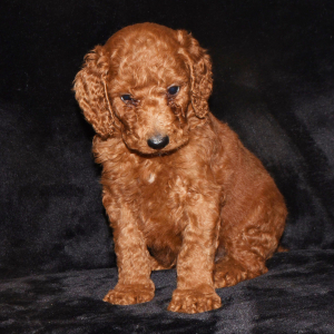 Poodle Puppy Elias