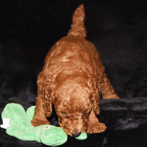 Poodle Puppy Elias