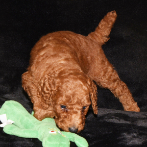 Poodle Puppy Elias