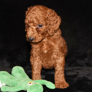 Poodle Puppy Elias
