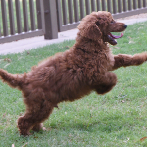 Poodle Puppy Elias