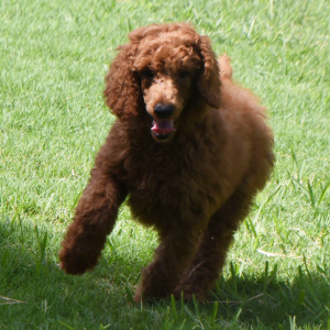 Poodle Puppy Elias