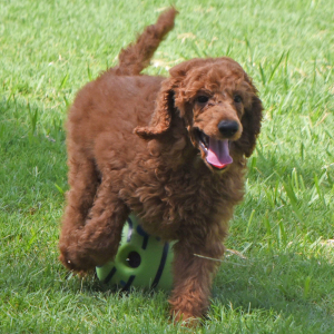 Poodle Puppy Elias