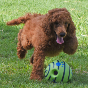 Poodle Puppy Elias