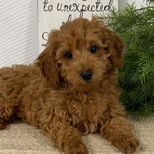 Poodle Puppy Jakxon