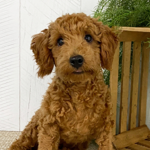 Poodle Puppy Jakxon