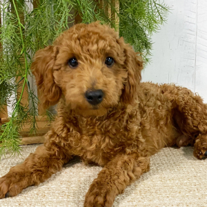 Poodle Puppy Jakxon