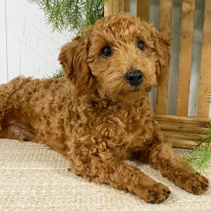 Poodle Puppy Jakxon