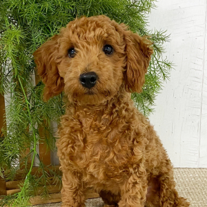 Poodle Puppy Jakxon