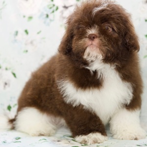 Shih Tzu Puppy Destiny