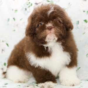 Shih Tzu Puppy Destiny