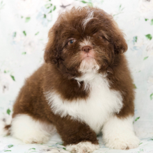 Shih Tzu Puppy Destiny