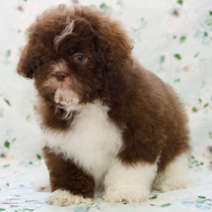 Shih Tzu Puppy Destiny