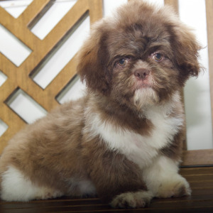 Shih Tzu Puppy Destiny