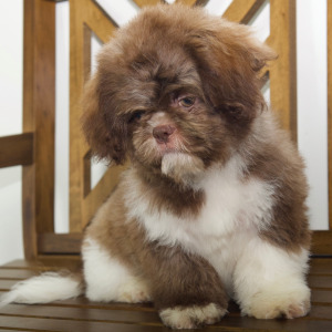 Shih Tzu Puppy Destiny