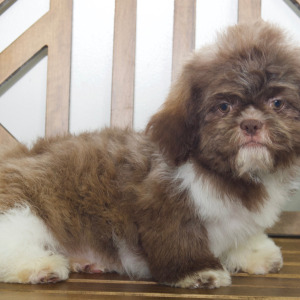 Shih Tzu Puppy Destiny