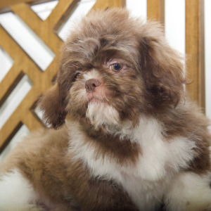 Shih Tzu Puppy Destiny