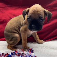 Boxer Puppy Imunique