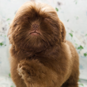 Shih Tzu Puppy Natalie