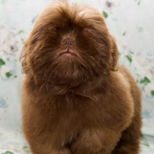 Shih Tzu Puppy Natalie