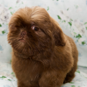 Shih Tzu Puppy Natalie