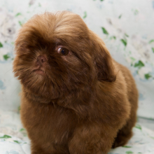 Shih Tzu Puppy Natalie