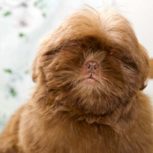 Shih Tzu Puppy Natalie