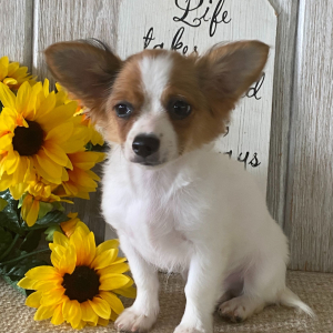 Chihuahua Puppy Denver