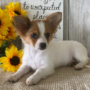 Chihuahua Puppy Denver
