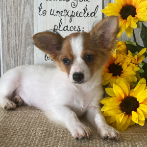 Chihuahua Puppy Denver