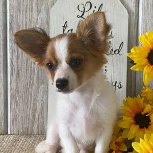 Chihuahua Puppy Denver