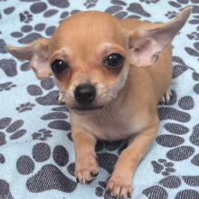 Chihuahua Puppy Hector