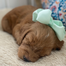 Labradoodle Puppy Emma
