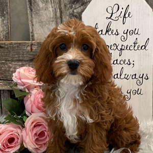 Cavapoo Puppy England