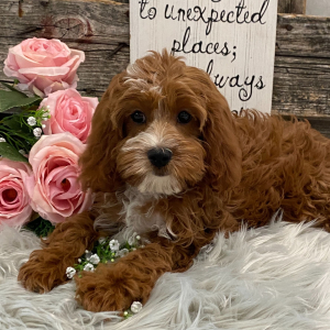 Cavapoo Puppy England