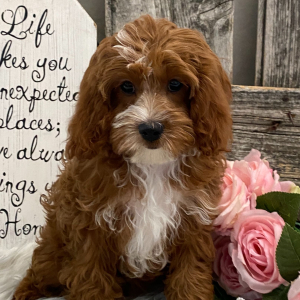 Cavapoo Puppy England