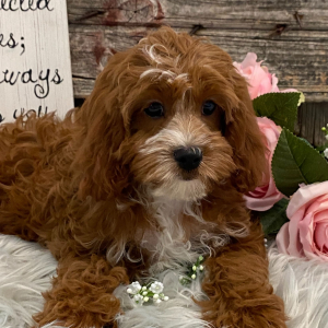 Cavapoo Puppy England