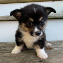 Pembroke Welsh Corgi Puppy Max