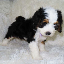 Bernedoodle Puppy Halo