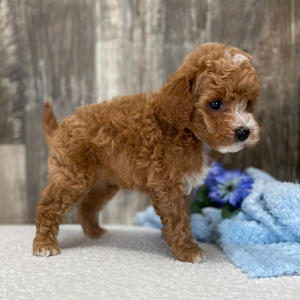 Cockapoo Puppy Josh