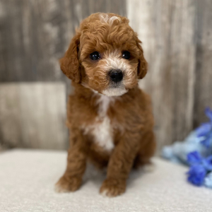Cockapoo Puppy Josh