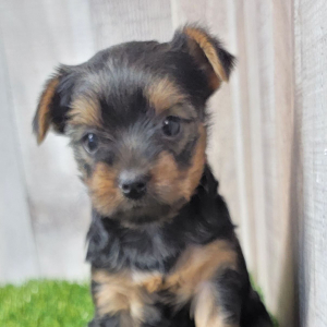 Yorkshire Terrier Puppy Ginger
