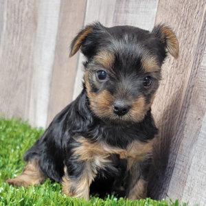 Yorkshire Terrier Puppy Ginger