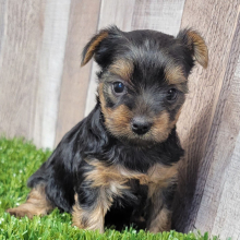 Yorkshire Terrier Puppy Ginger