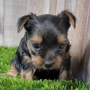 Yorkshire Terrier Puppy Ginger