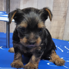 Yorkshire Terrier Puppy Ginger