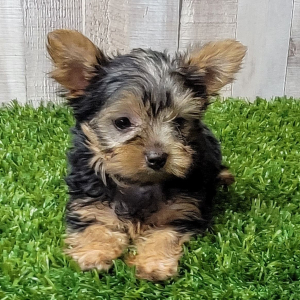 Yorkshire Terrier Puppy Ginger