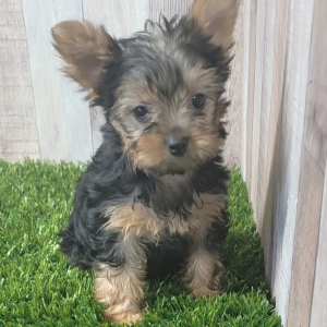 Yorkshire Terrier Puppy Ginger